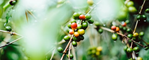 bg coffee 5